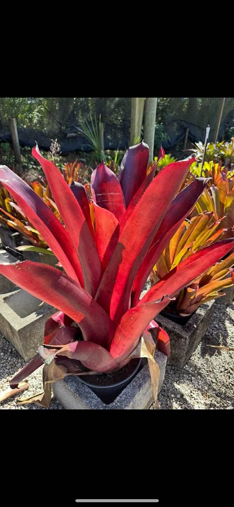 aechmea-pinot-noir-bromeliad