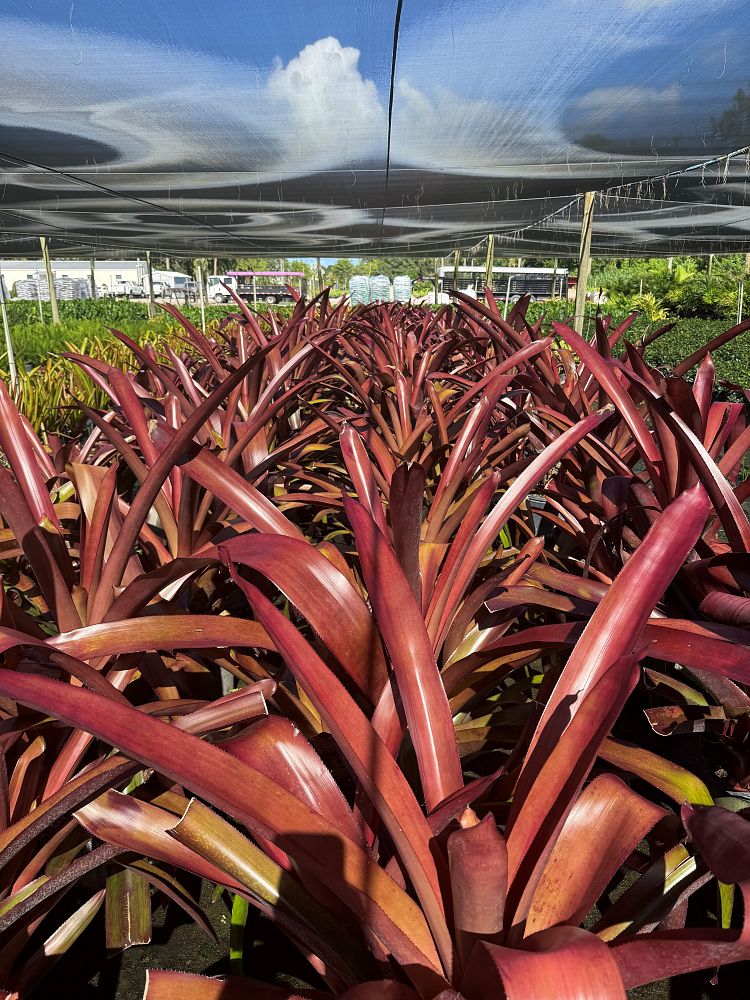 aechmea-pinot-noir-bromeliad