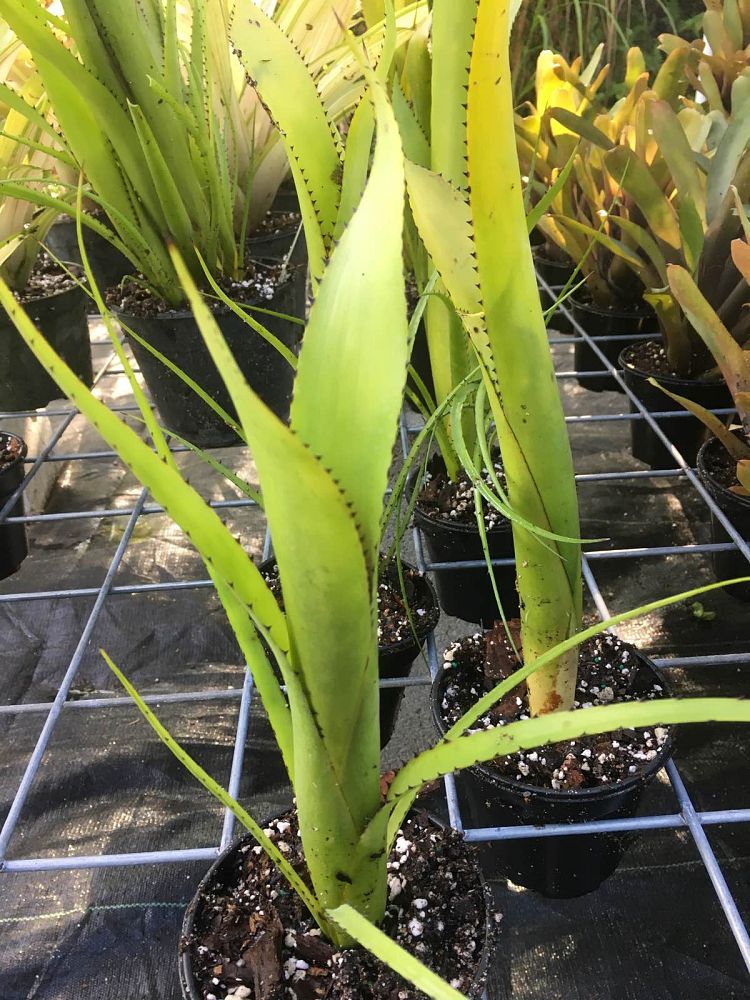 aechmea-purpureorosea-bromeliad
