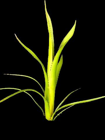 aechmea-purpureorosea-spirit-bromeliad