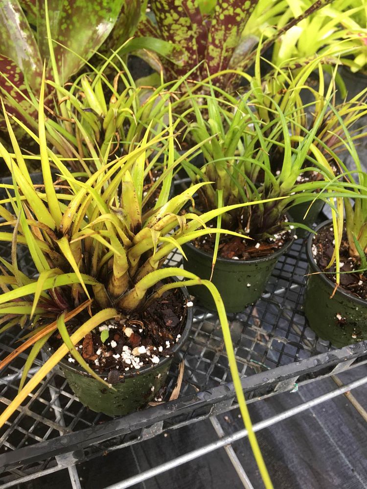 aechmea-recurvata-benrathii-bromeliad