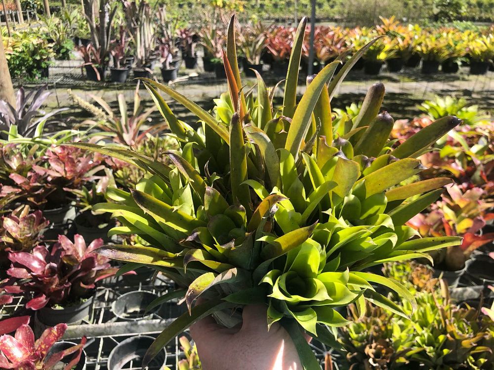 aechmea-recurvata-bromeliad