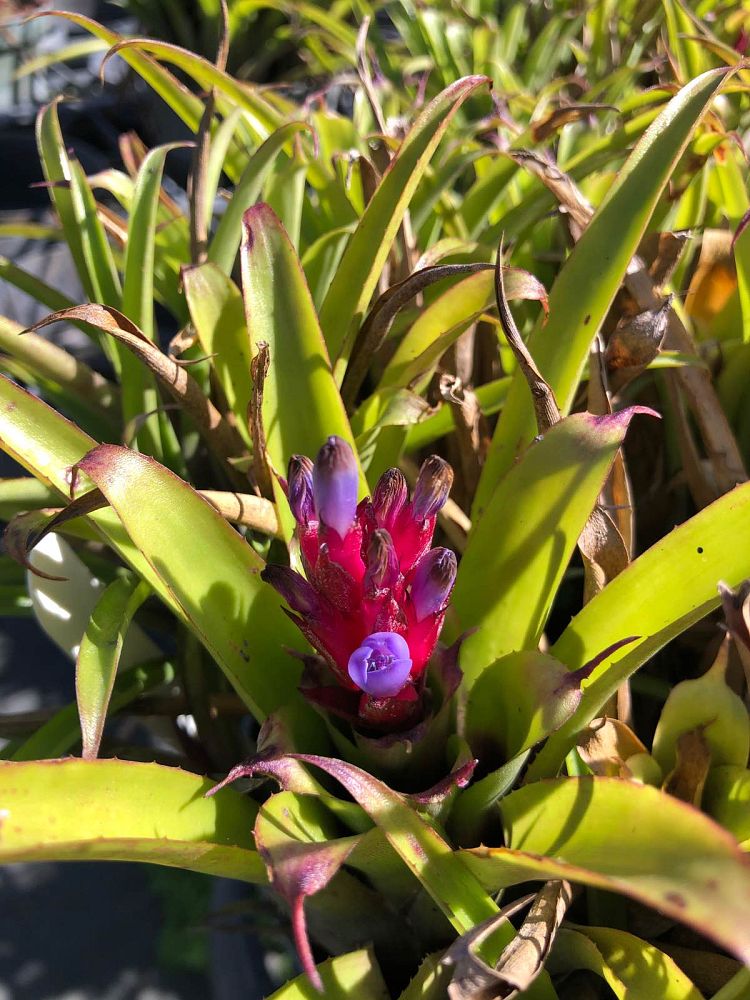 aechmea-recurvata-bromeliad