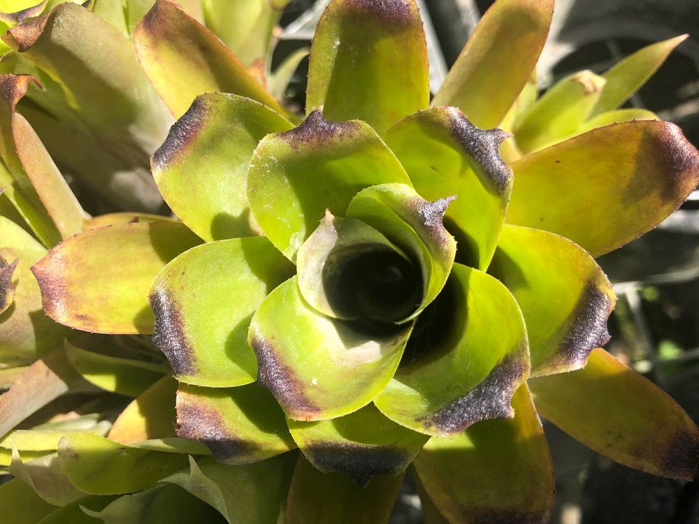 aechmea-recurvata-bromeliad