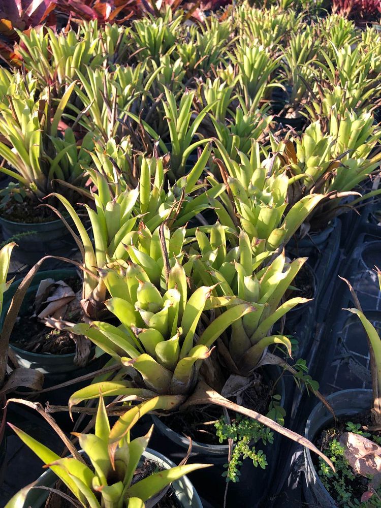 aechmea-recurvata-bromeliad