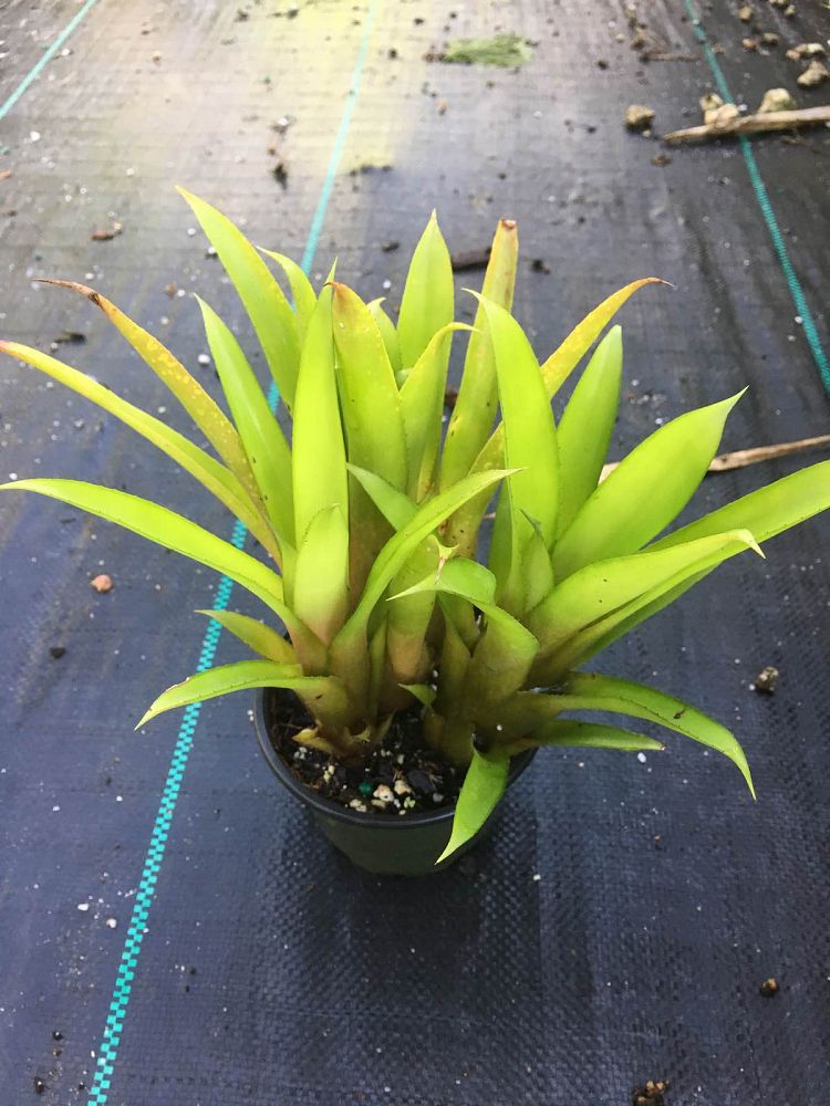 aechmea-recurvata-x-calyculata-bromeliad
