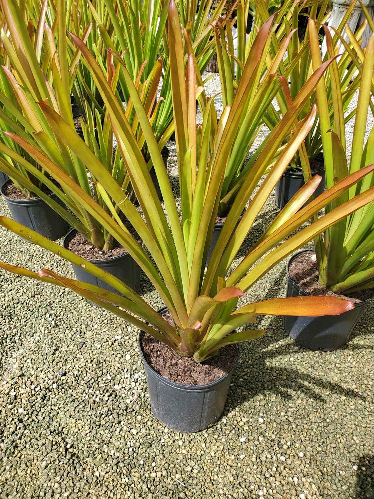 Sunshine Bromeliads Nursery