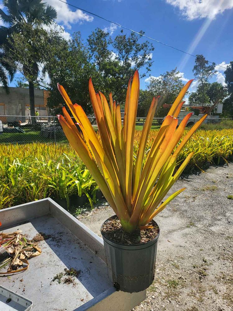 aechmea-red-candles-bromeliad