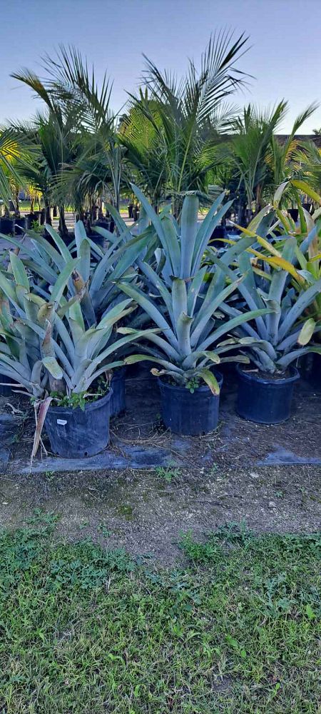 aechmea-red-candles-bromeliad
