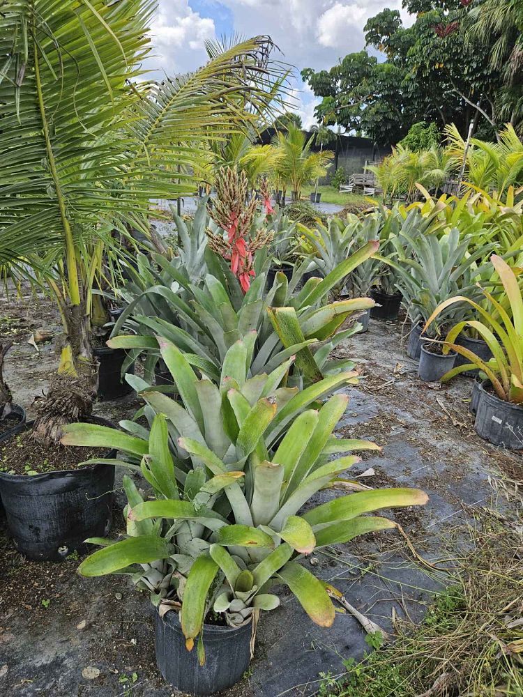 aechmea-red-candles-bromeliad