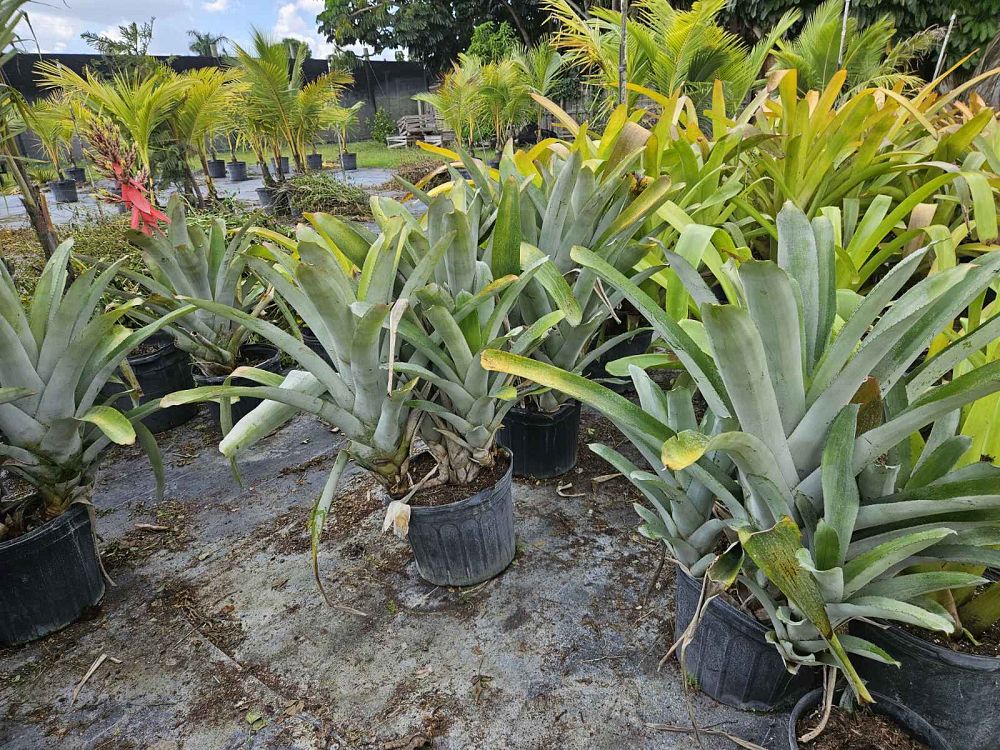 aechmea-red-candles-bromeliad