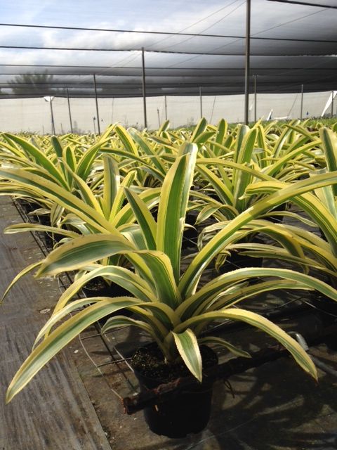 aechmea-romero-alba-bromeliad