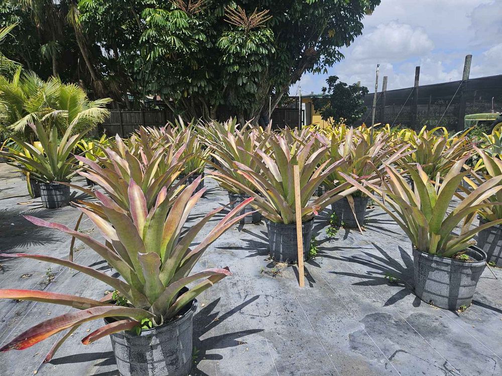 aechmea-skinneri-bromeliad
