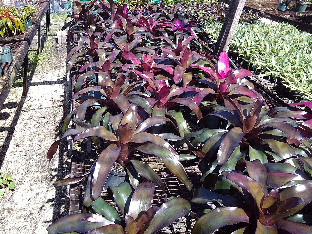 aechmea-spp-bromeliad