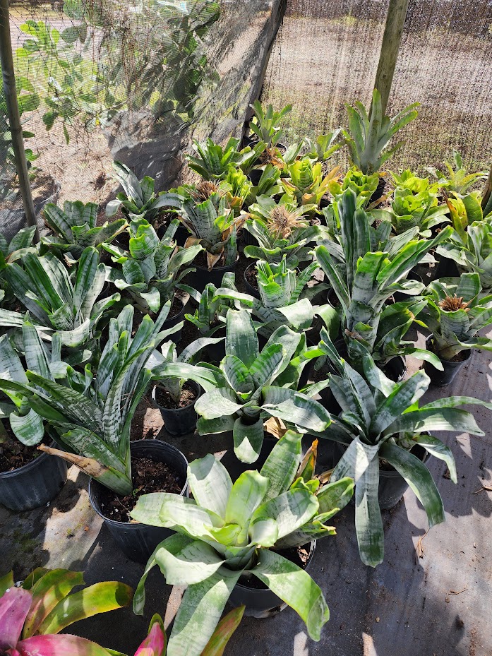 aechmea-spp-bromeliad