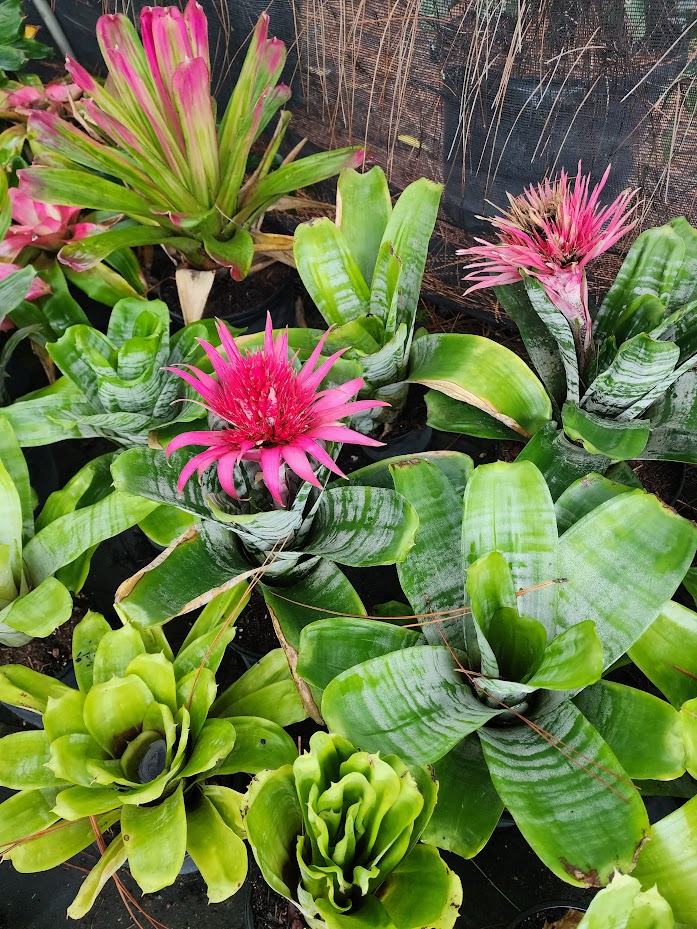 aechmea-spp-bromeliad