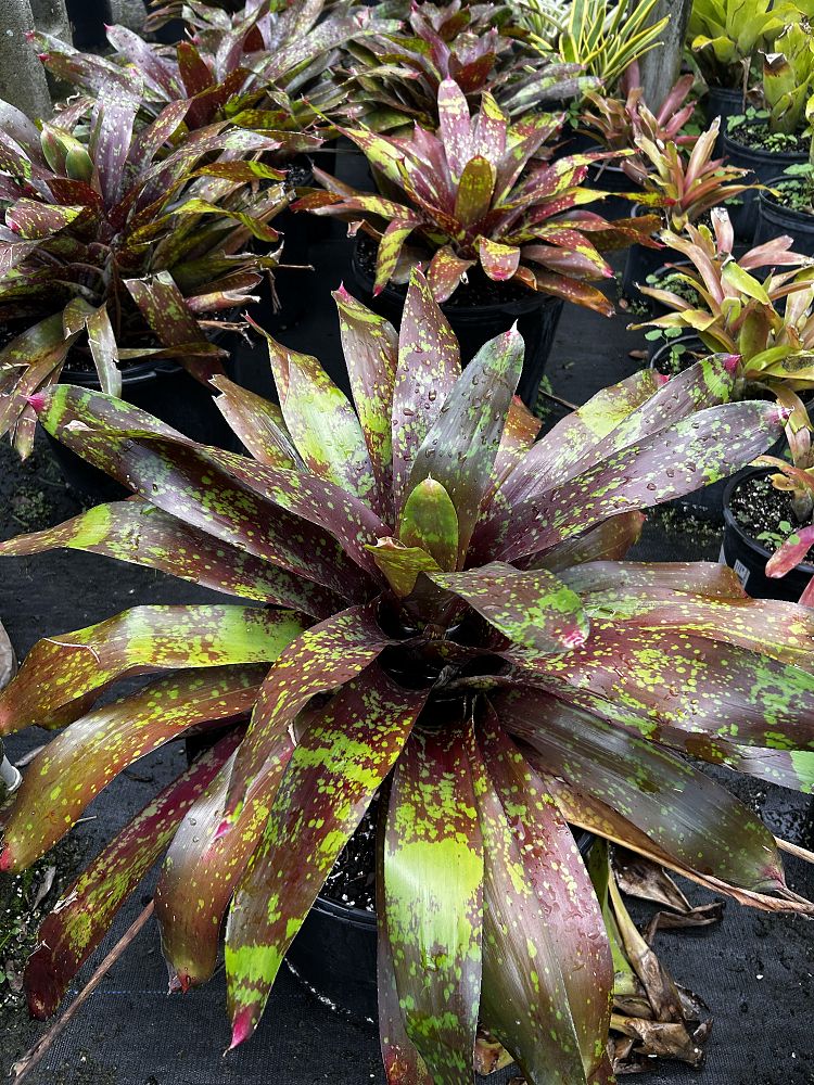 aechmea-spp-bromeliad