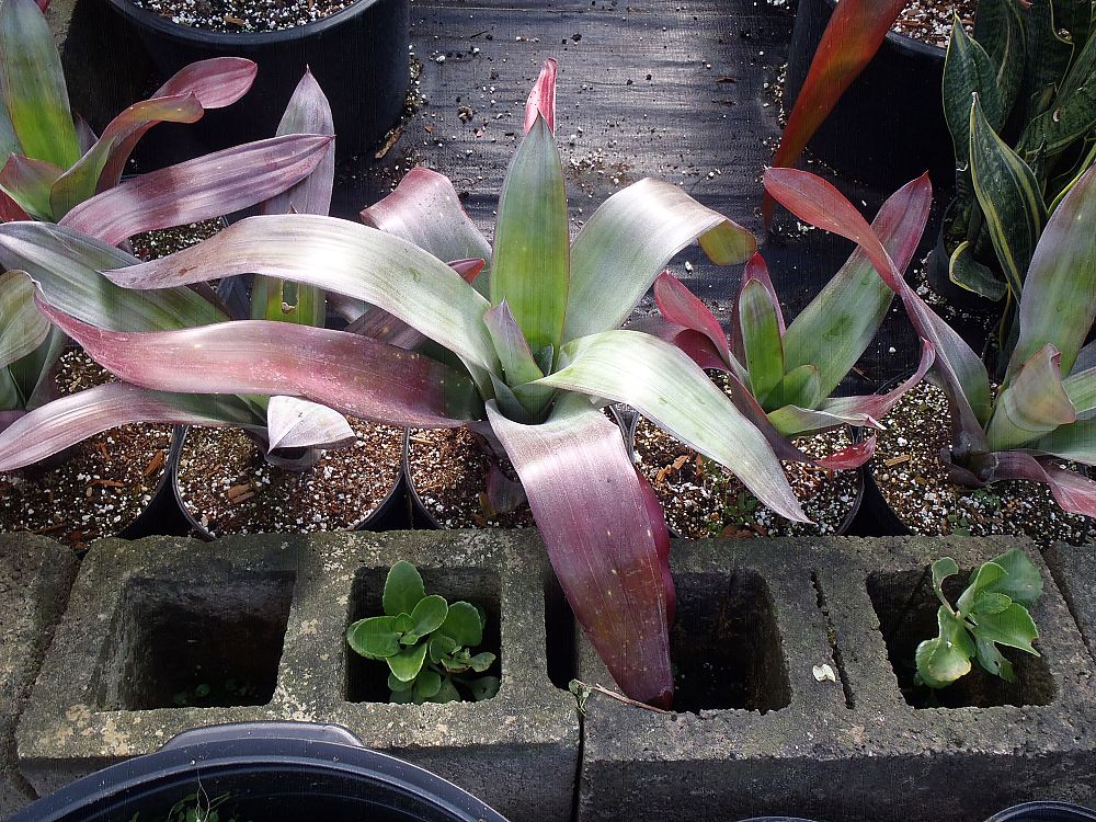 aechmea-star-of-linda-bromeliad