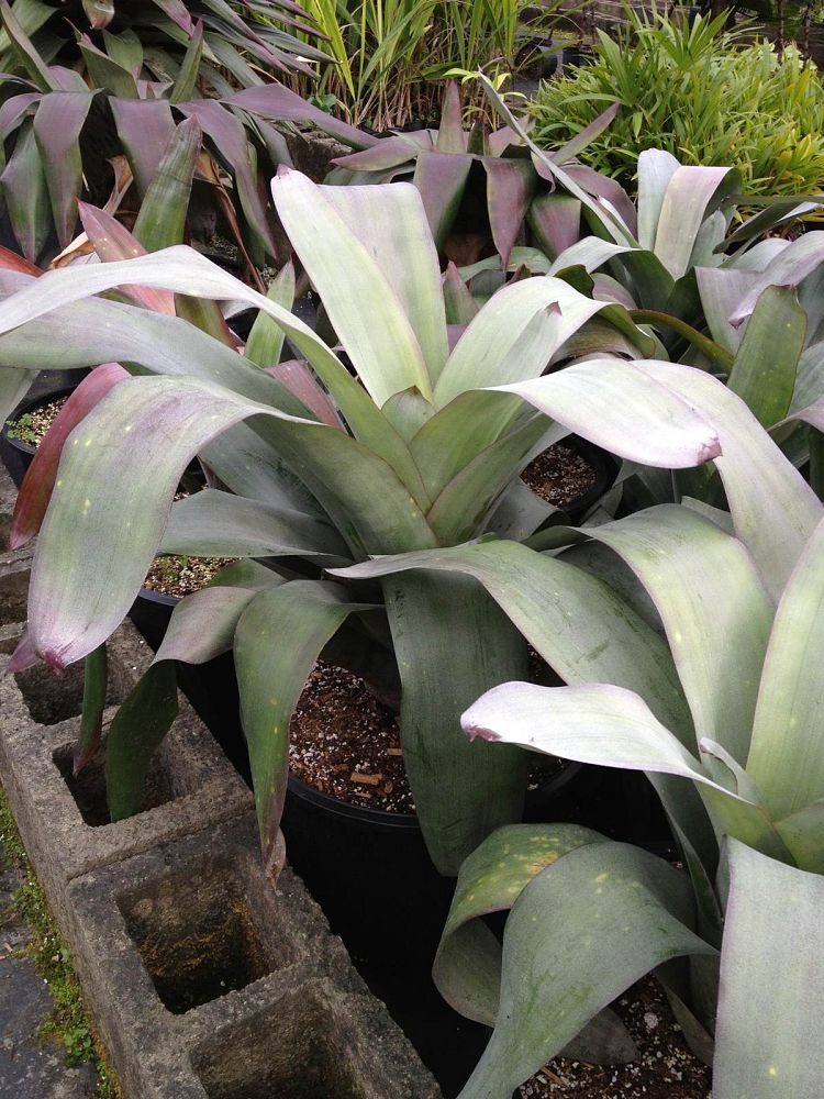 aechmea-star-of-linda-bromeliad