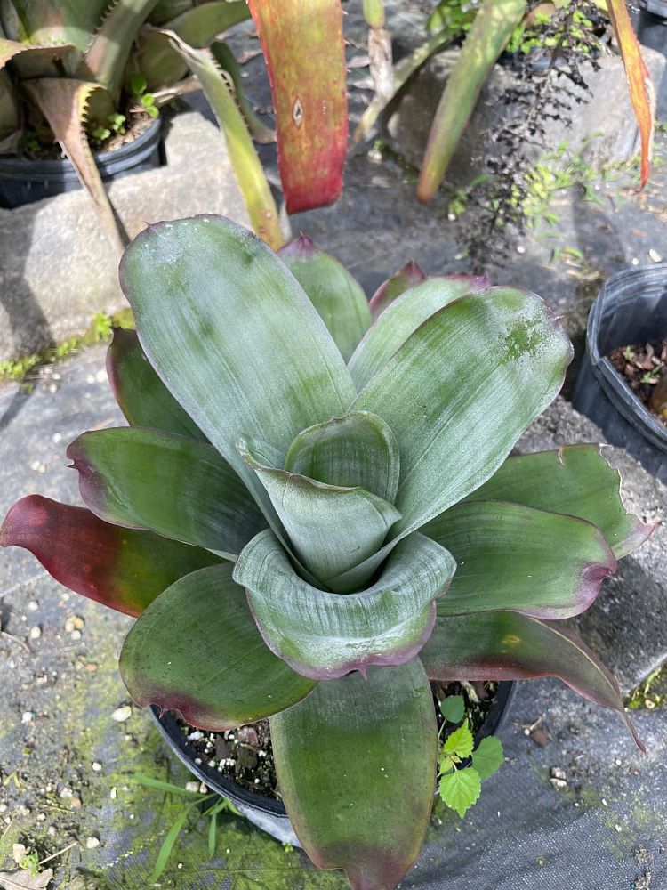aechmea-star-of-linda-bromeliad
