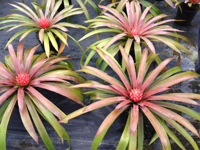 aechmea-sundance-bromeliad