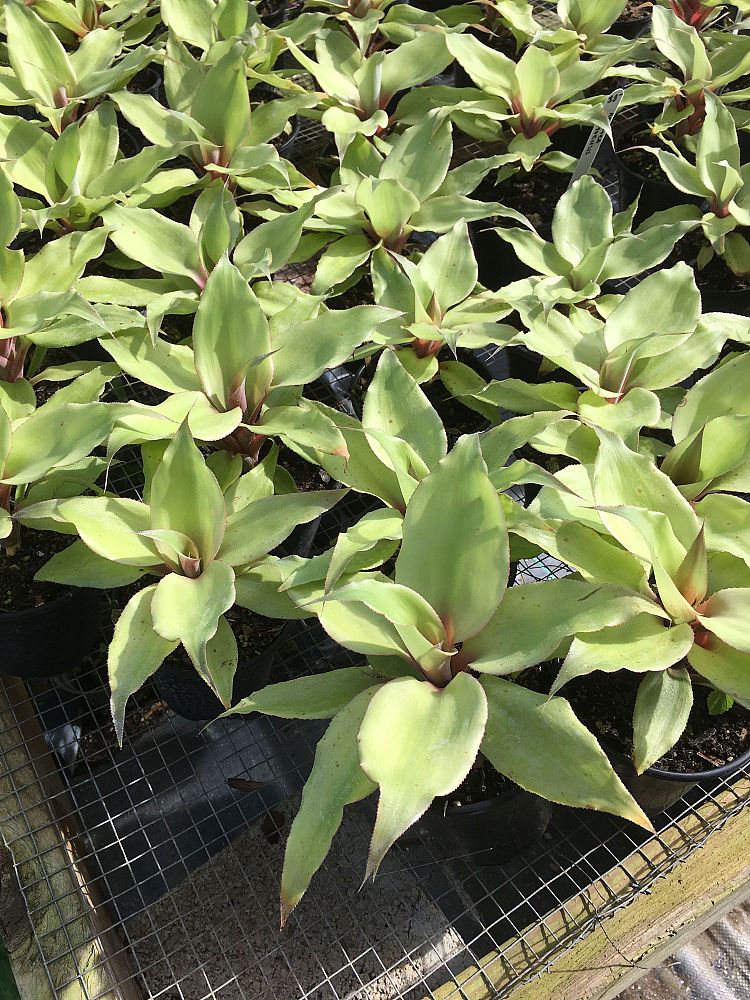 aechmea-tayoensis-bromeliad
