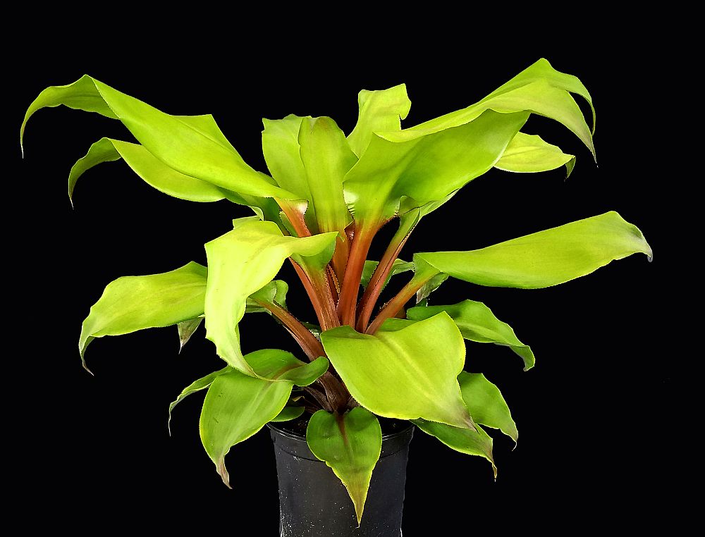 aechmea-tayoensis-bromeliad