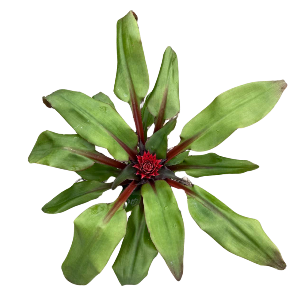 aechmea-tayoensis-bromeliad