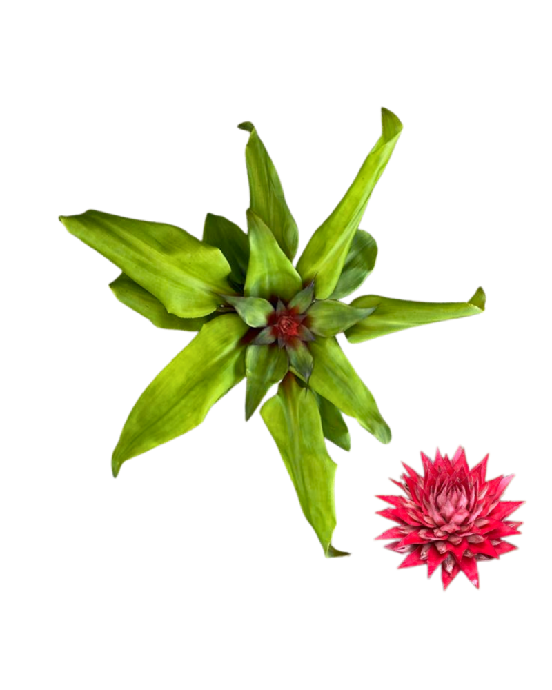 aechmea-tayoensis-bromeliad