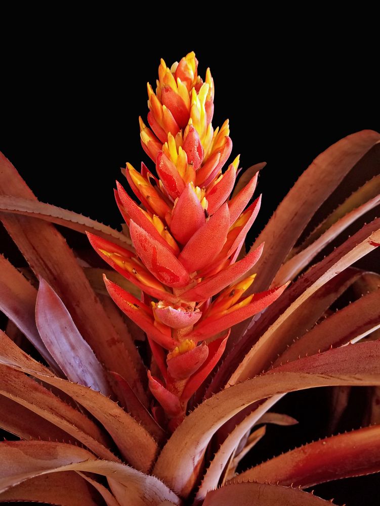 aechmea-tropic-torch-bromeliad