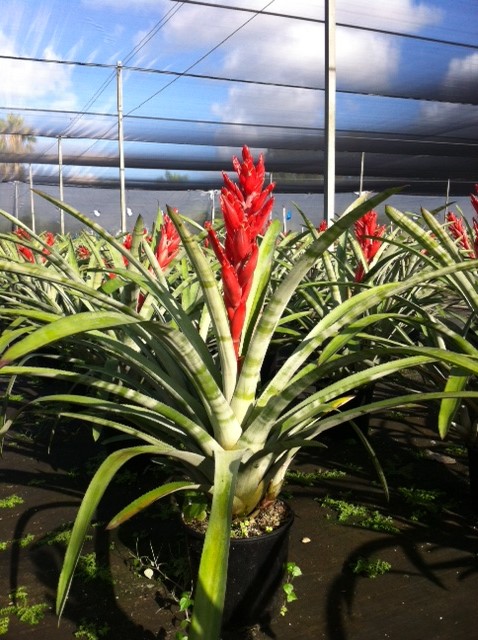 aechmea-tropic-torch-bromeliad