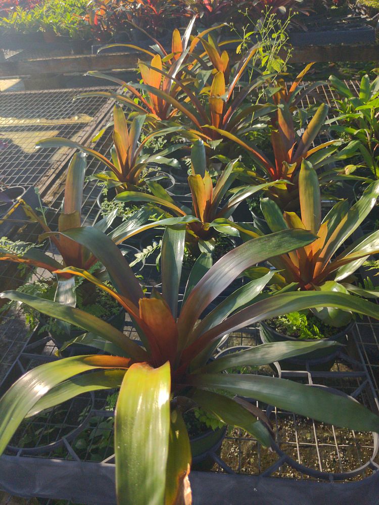 aechmea-weilbachii-bromeliad