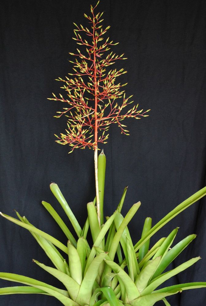 aechmea-yellow-berries-bromeliad