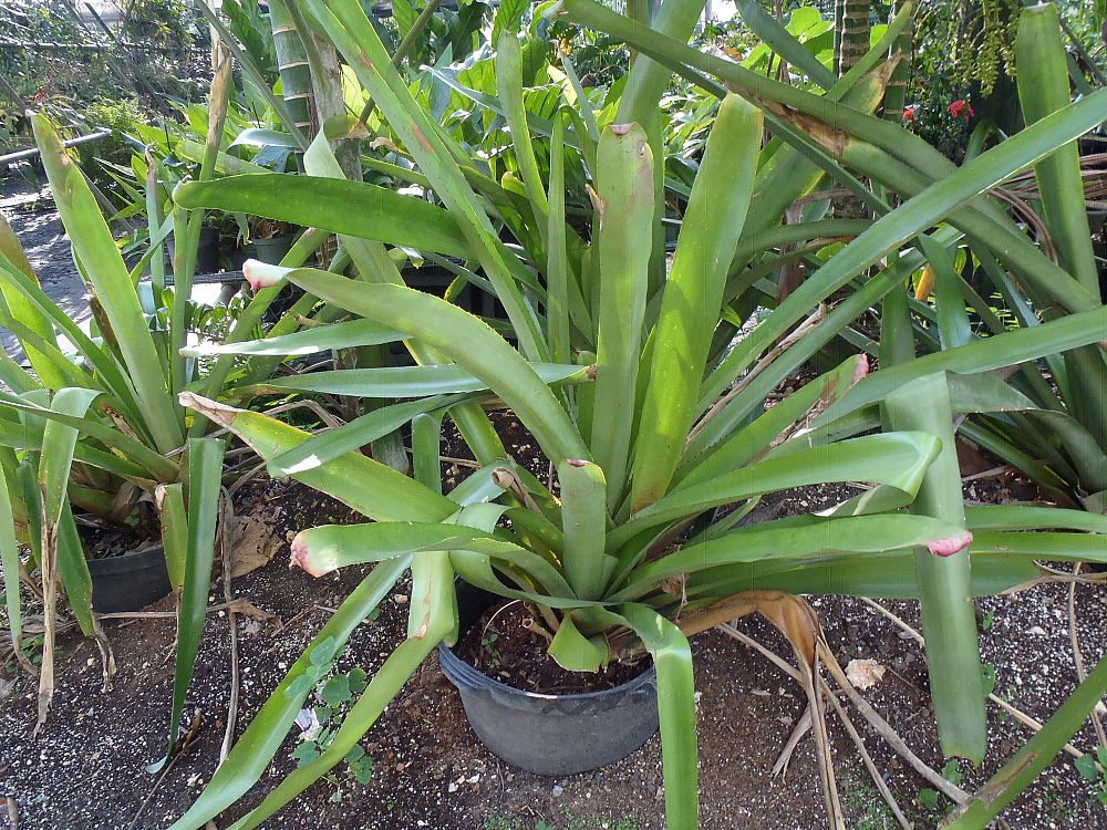aechmea-yellow-brazil-bromeliad