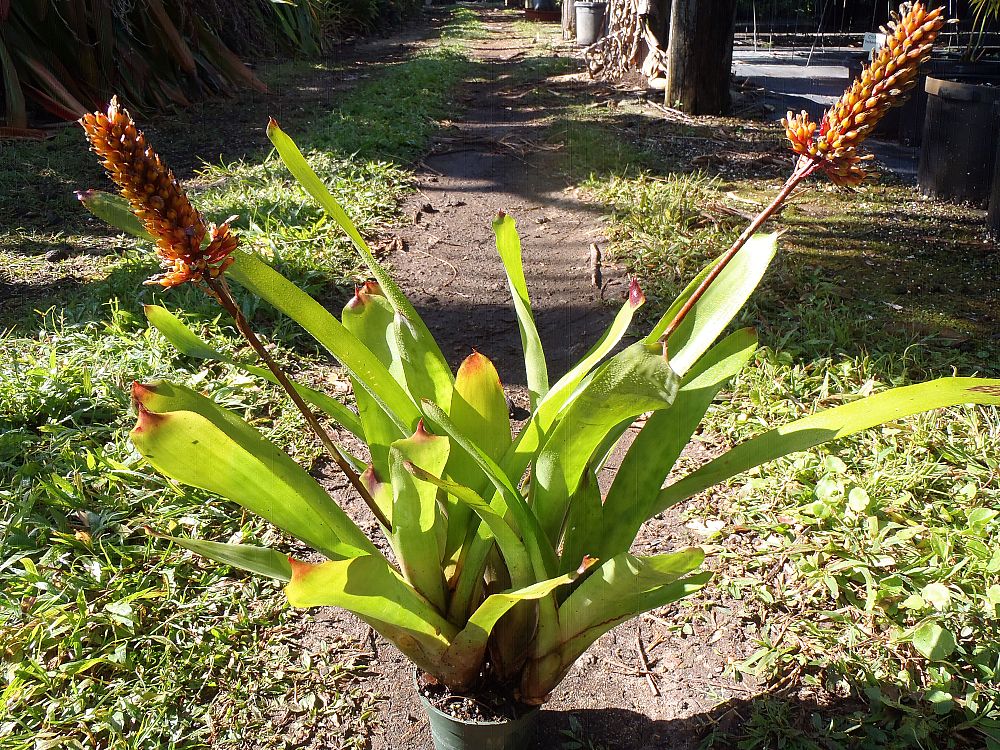 aechmea-yellow-matchstick-bromeliad