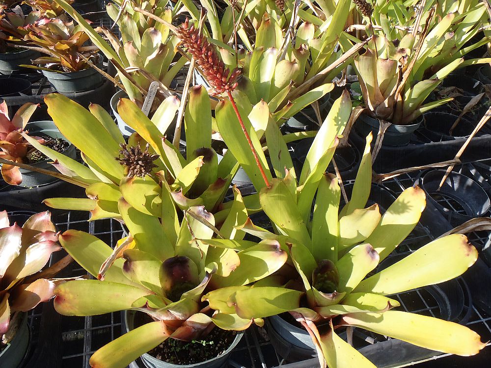 aechmea-yellow-matchstick-bromeliad