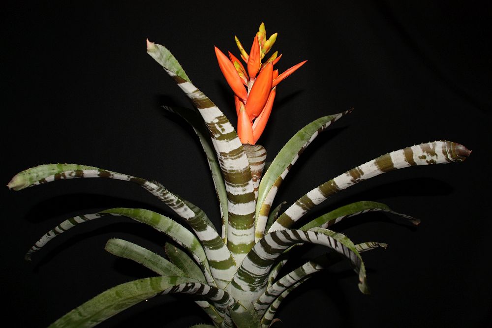 aechmea-zebrina-surprise-bromeliad