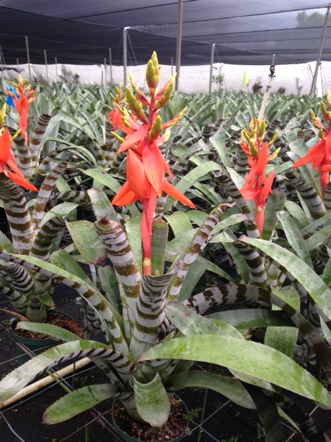 aechmea-zebrina-surprise-bromeliad