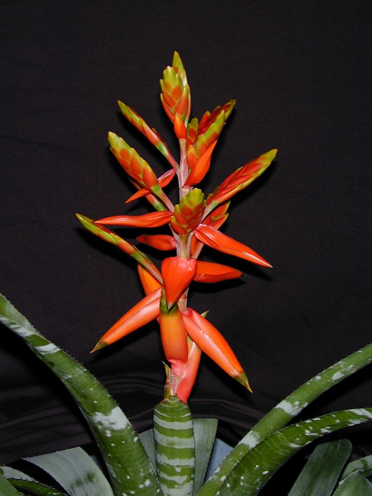 aechmea-zebrina-surprise-bromeliad