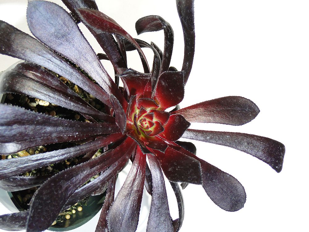 aeonium-arboreum-zwartkop-black-rose