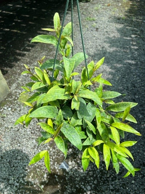aeschynanthus-black-pagoda-basket-vine-basketvine-lipstick-plant