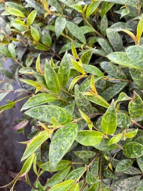 aeschynanthus-black-pagoda-basket-vine-basketvine-lipstick-plant