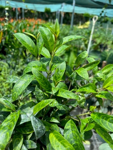 aeschynanthus-black-pagoda-basket-vine-basketvine-lipstick-plant