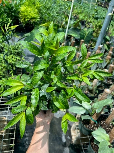 aeschynanthus-black-pagoda-basket-vine-basketvine-lipstick-plant