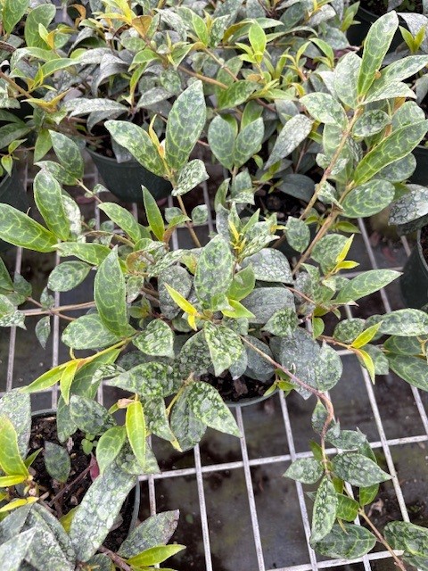 aeschynanthus-black-pagoda-basket-vine-basketvine-lipstick-plant