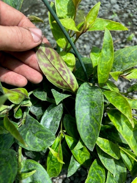 aeschynanthus-black-pagoda-basket-vine-basketvine-lipstick-plant