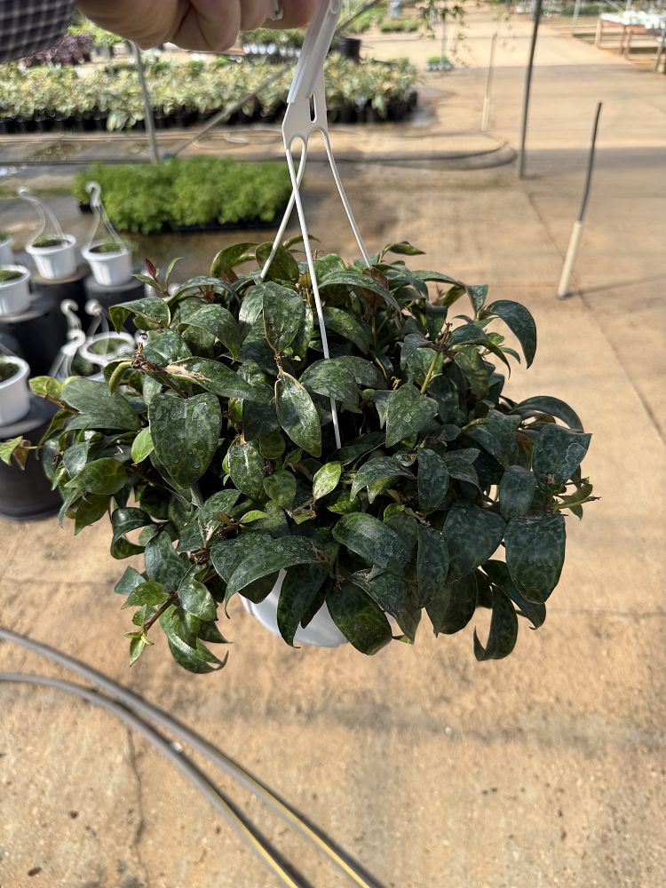 aeschynanthus-black-pagoda-basket-vine-basketvine-lipstick-plant