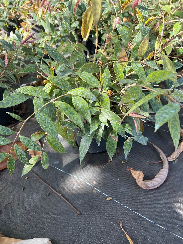 aeschynanthus-longicaulis-basket-vine-basketvine-tiger-stripe-lipstick-plant