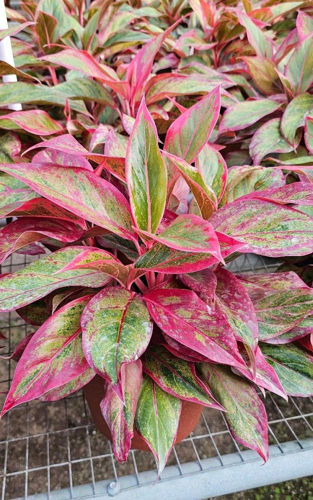 aeschynanthus-mona-lisa-lipstick-plant-mona-lisa