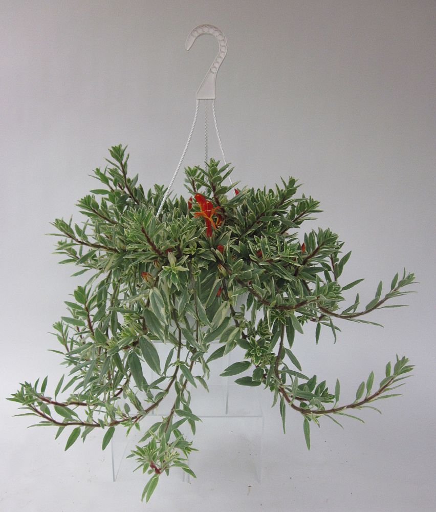 aeschynanthus-radicans-red-basket-vine-basketvine-lipstick-plant